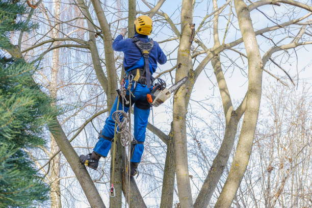 How Our Tree Care Process Works  in  Spencerville, NM