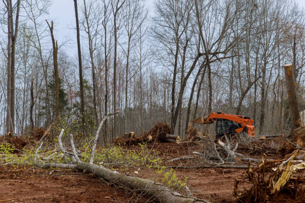 Best Storm Damage Tree Cleanup  in Spencerville, NM