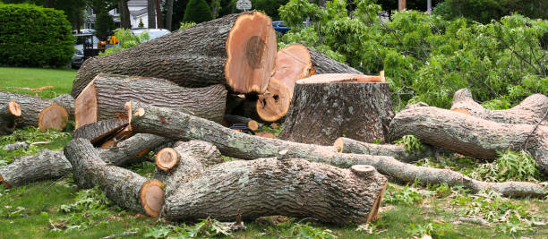 Best Arborist Consultation Services  in Spencerville, NM