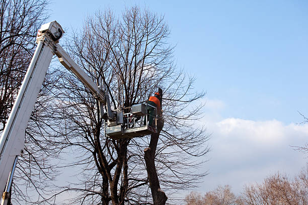 Best Emergency Tree Removal  in Spencerville, NM